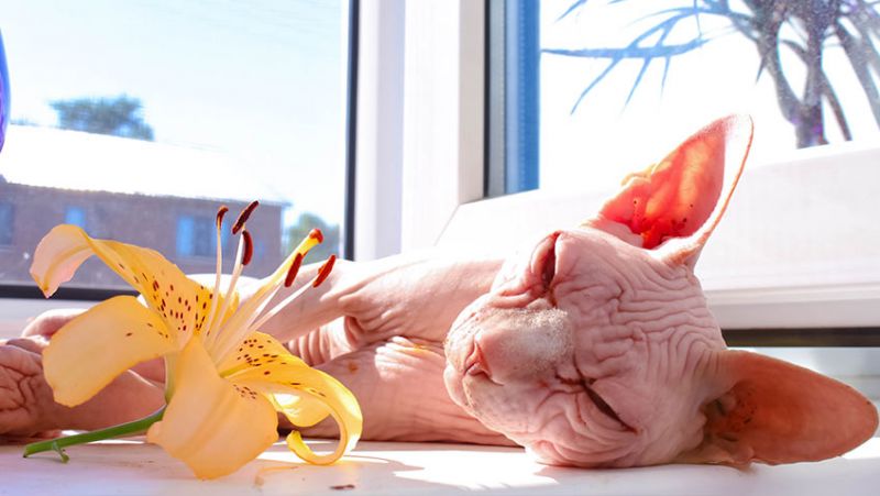 Sphynx Cat Care: How to Bathe a Hairless Cat