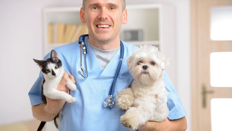 How to Choose the Right Veterinarian for Your Pet Friend