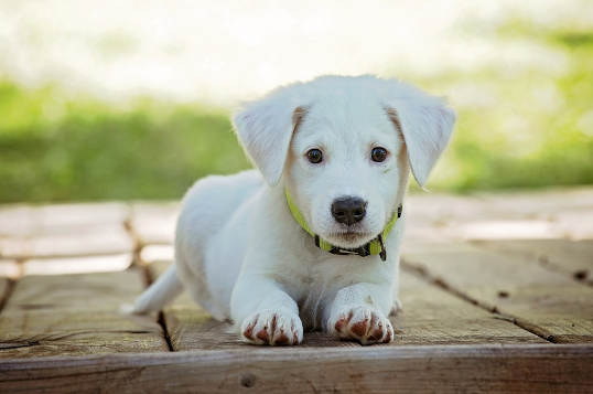 Professional Boarding Kennels