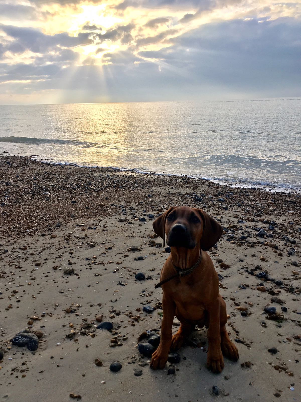 Dog walking