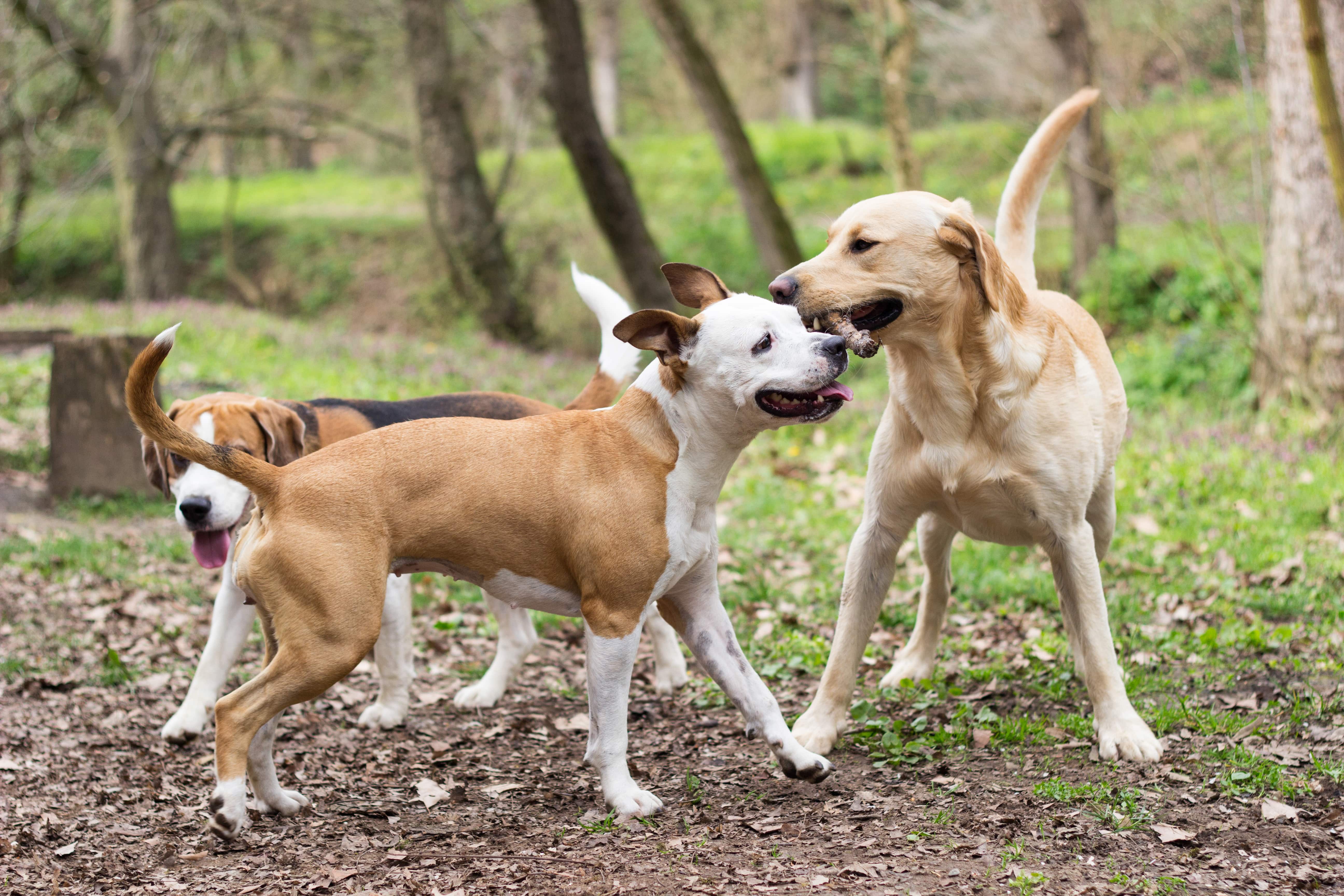 Group Dog Walkies - 1 hour