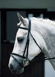 Horse Riding Ties, Horse Riding Stocks