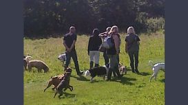 Canine-Walker Dog Walking Service