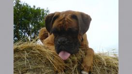 Cornwall Dog Training Club