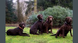 Crammondkirk Dog Walking