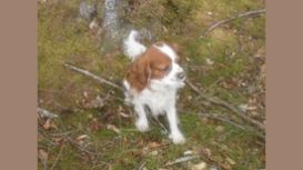 Dingwall Dog Walking Services Dingwall Dog Walking Services