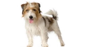 Dog Days Grooming Salon Dog Days Grooming Salon