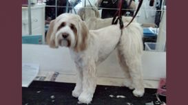 Dog Groom UK