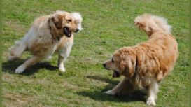 East Dean Kennels & Cattery