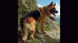 Cefni German Shepherd Rescue