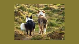 New Forest Dog Walker