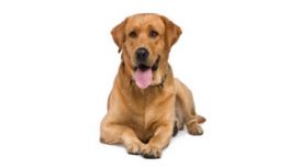 Pets, Homes & Gardens, Weston-super-Mare Pets, Homes & Gardens, Weston-super-Mare
