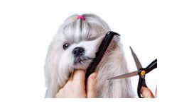 Quality Dog Grooming