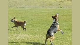 The Seaford Dog Walker