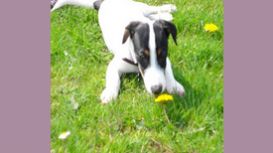 Silchester Dog Walkers