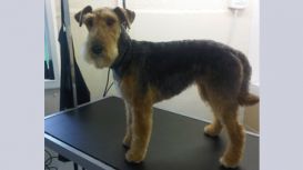 Somerset & Dorset Dog Grooming