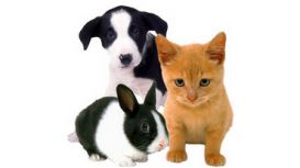 St Albans Pet Services